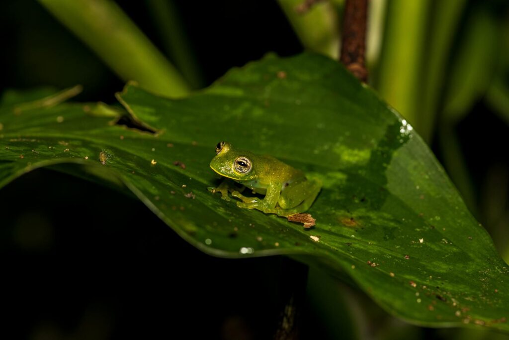 Close-up of a green frog sitting on a leaf, showcasing natural habitat.