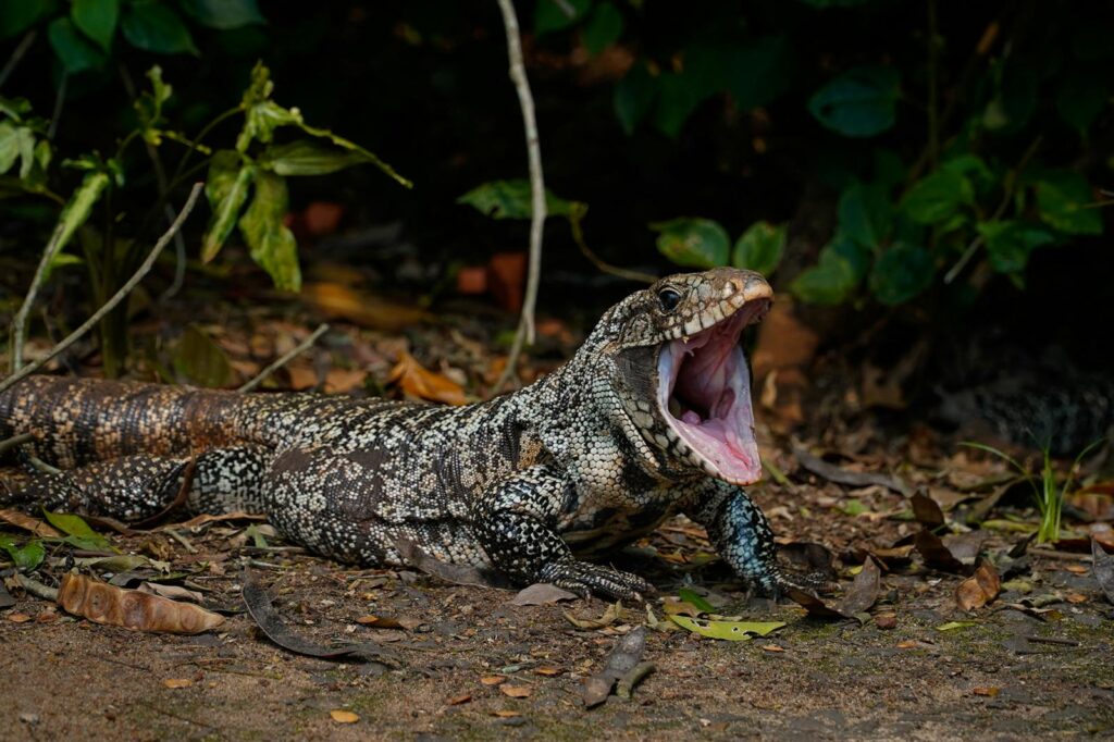A Tegu Lizard yawning in its natural habitat surrounded by foliage.
