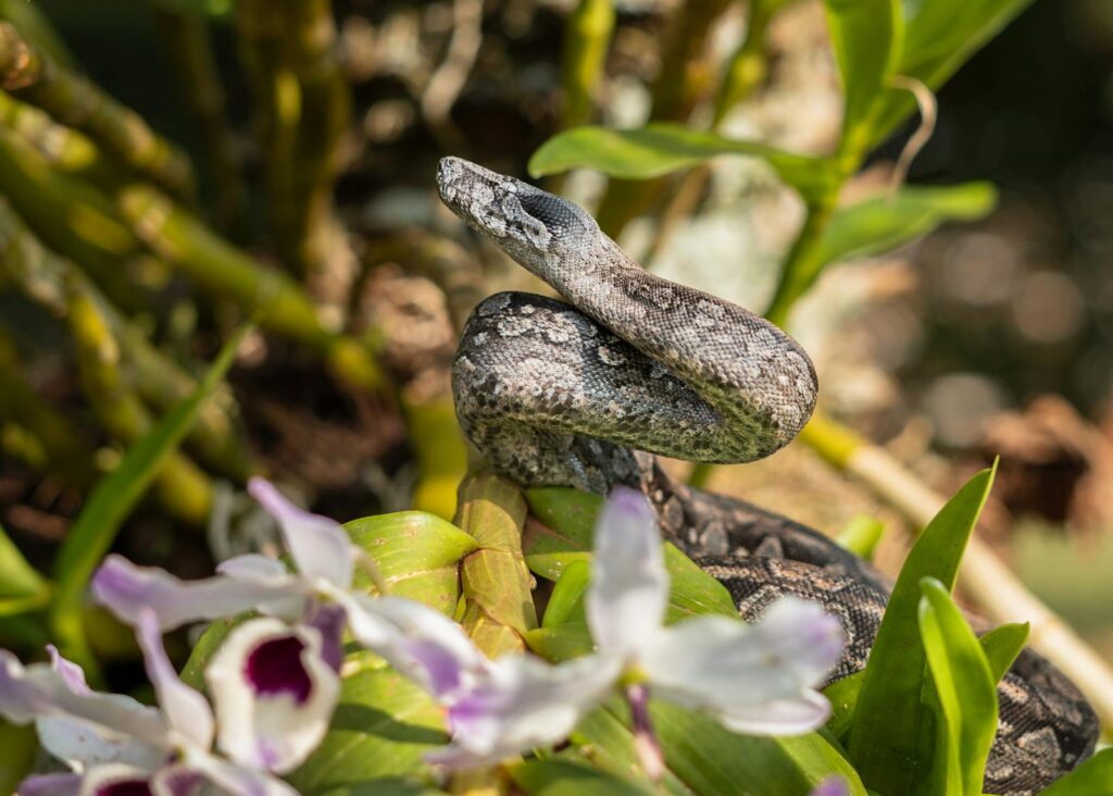A snake intertwined among vibrant orchids in a tropical setting.