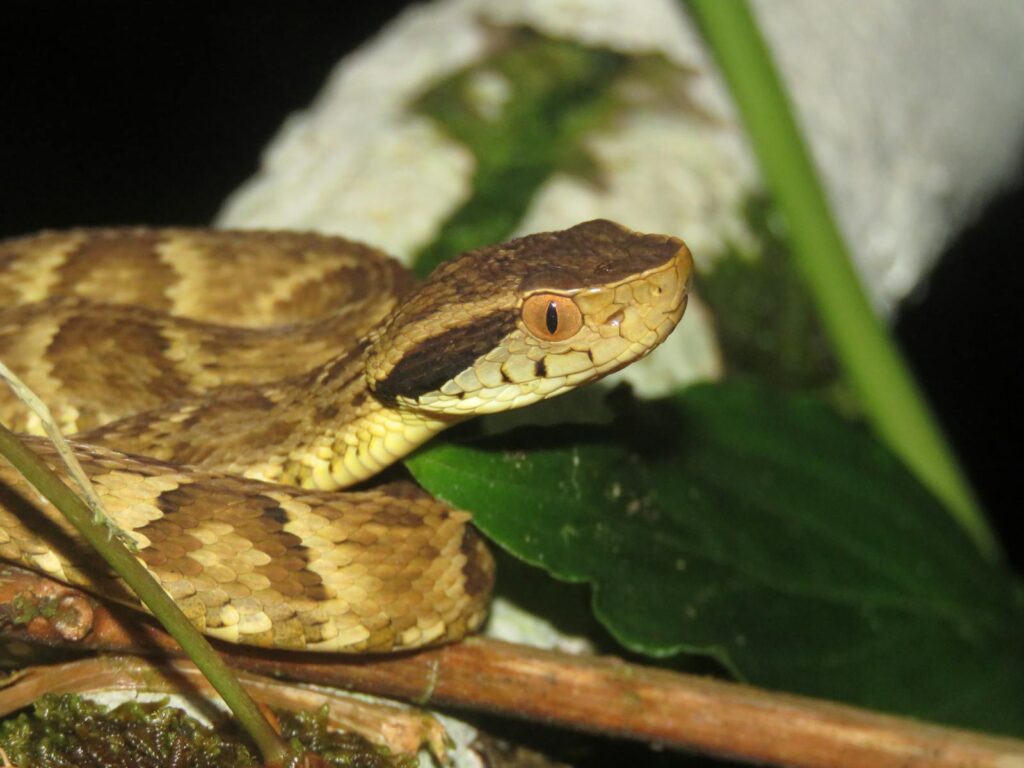 Detailed image of a Bothrops snake in the Brazilian rainforest, showcasing its scales and habitat.
