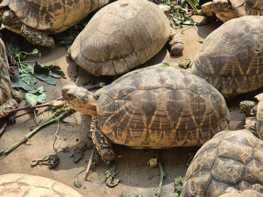 Group of Indian Star Tortoises basking outdoors in sandy environment.