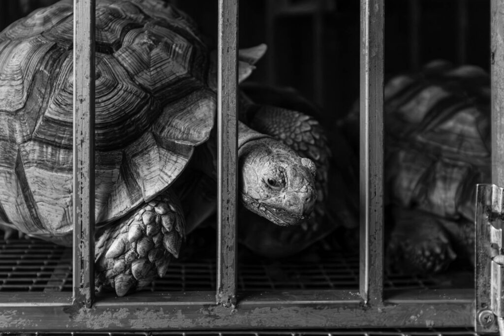 Monochrome image of a tortoise behind bars showcasing texture and detail.