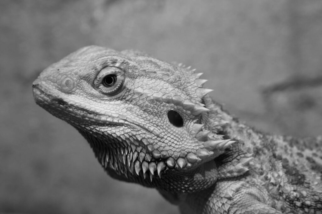 Monochrome photograph of a bearded dragon lizard's detailed head with spiked scales.