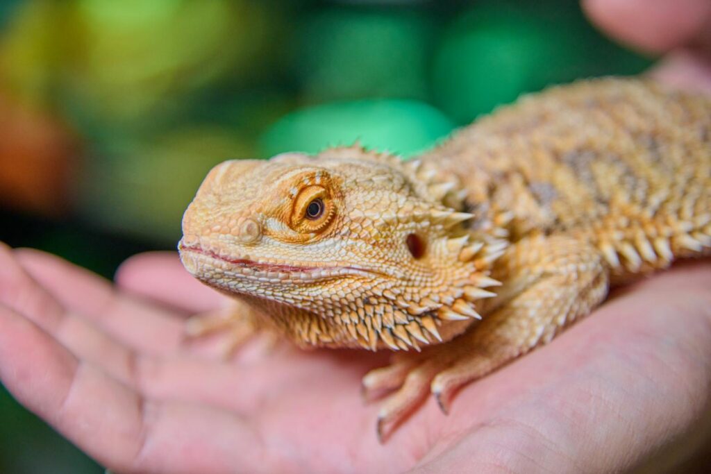 Vibrant bearded dragon lizard resting on a human hand, showcasing its unique texture.