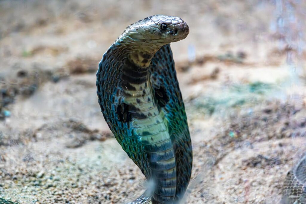 Dramatic shot of a monocled cobra poised in its natural habitat displaying its hood.