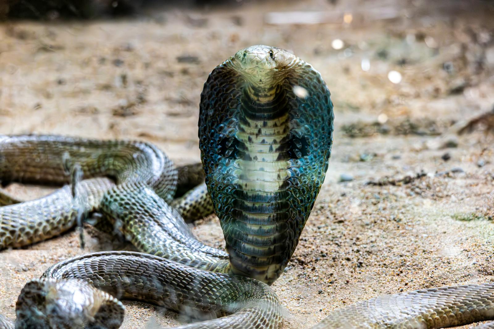 Striking portrait of a King Cobra (Ophiophagus hannah) with hood spread in a sandy setting.