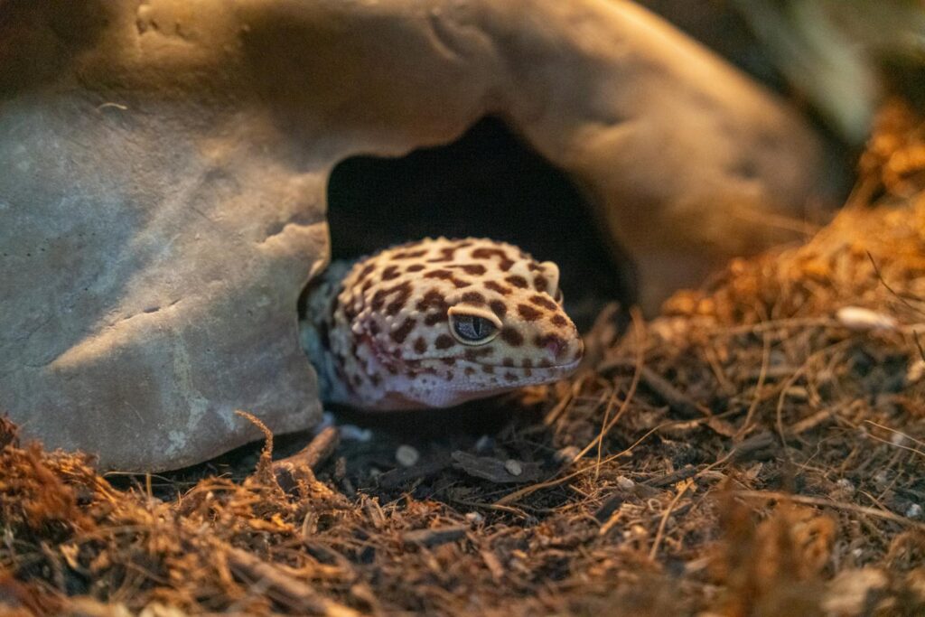 Close-up of a leopard gecko partially in its burrow, showcasing its natural environment.
