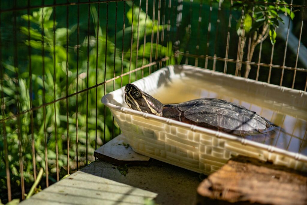 A turtle basks in a sunny outdoor habitat setting, providing an up-close view of its serene environment.