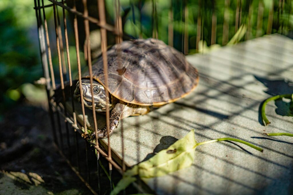 Turtle sitting inside a cage with sunlight casting shadows through bars.
