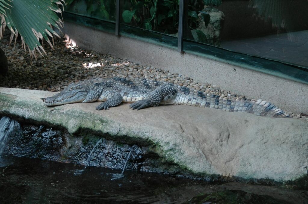 Crocodile basking on a rock inside a zoo exhibit, calm and relaxed.