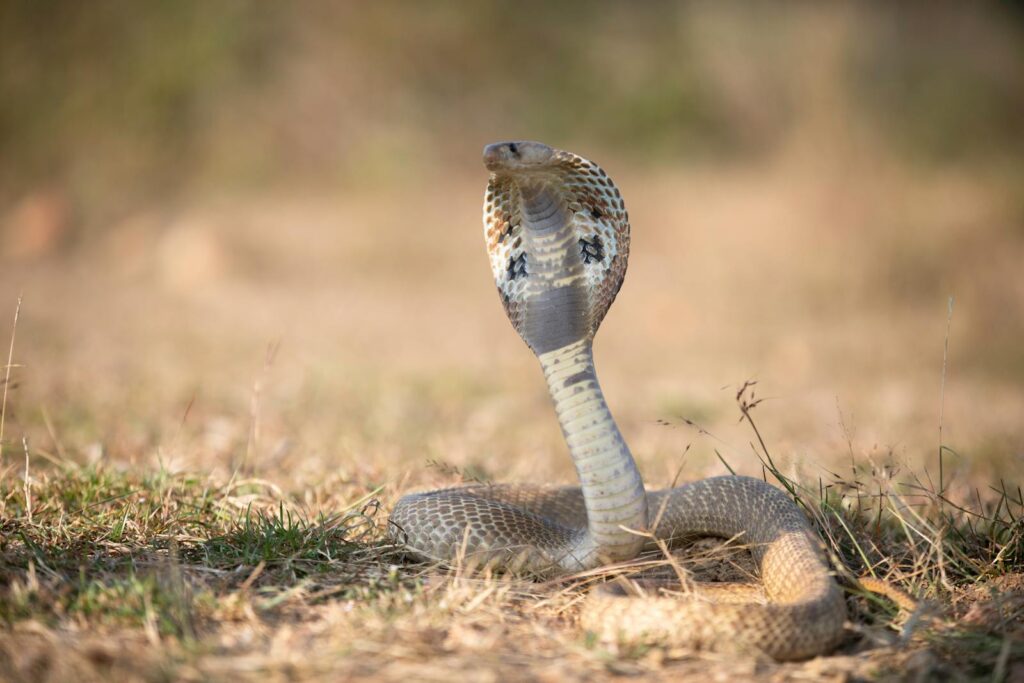 A striking portrait of an Indian cobra in an alert pose in its natural habitat, showcasing its distinctive hood.