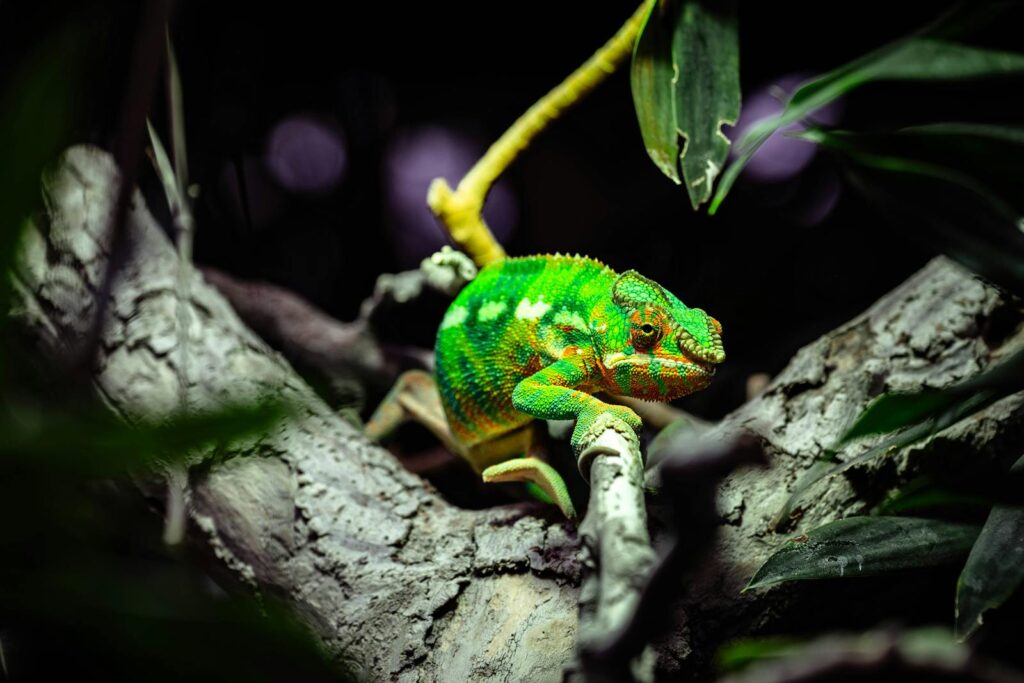 Colorful chameleon blends into its jungle environment, perched on a tree branch.