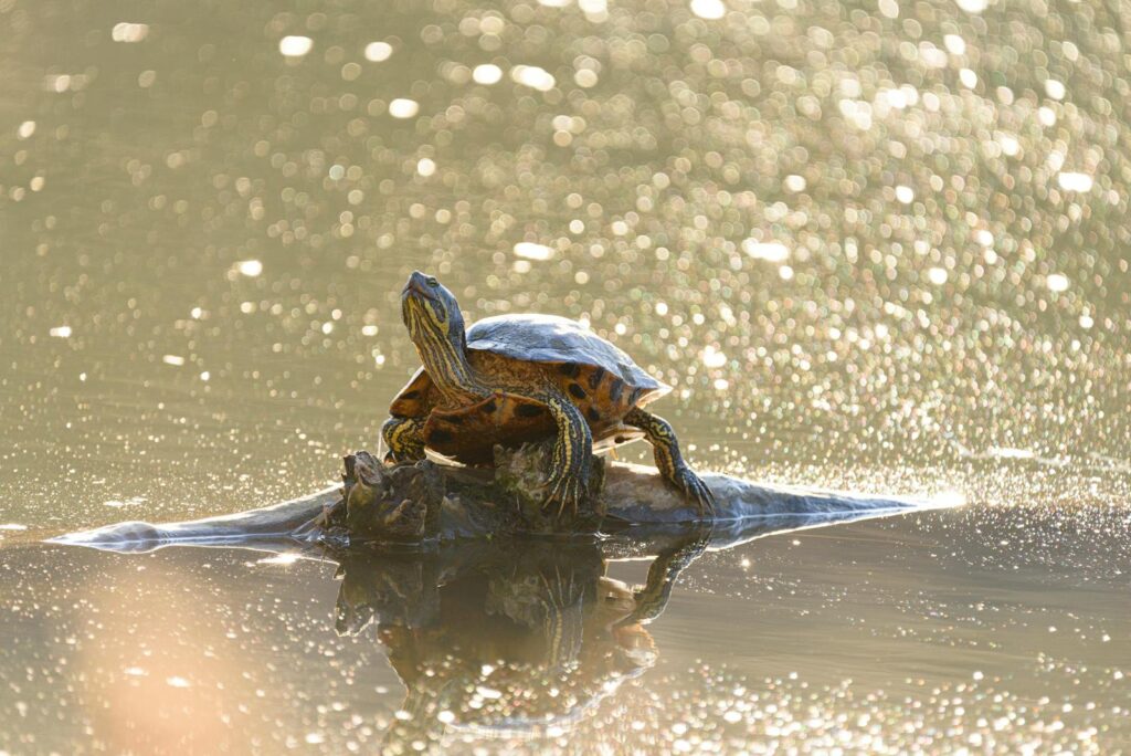 A turtle enjoys the sunlight while resting on a rock in a serene lake. The water glistens with a bokeh effect.