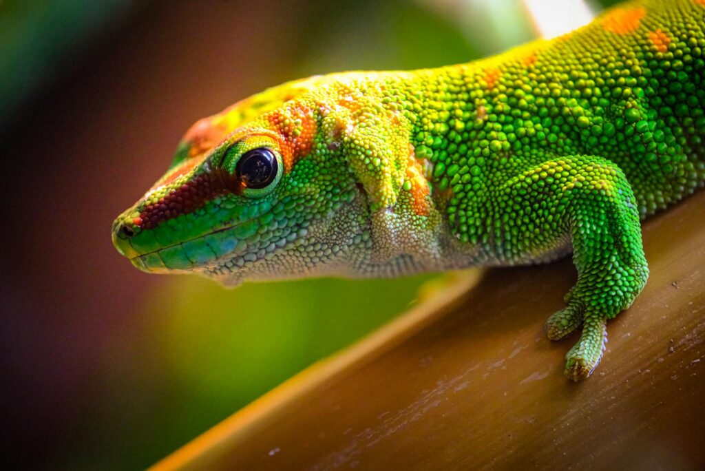 Vibrant image of a green gecko showcasing its textured skin on a bamboo branch.