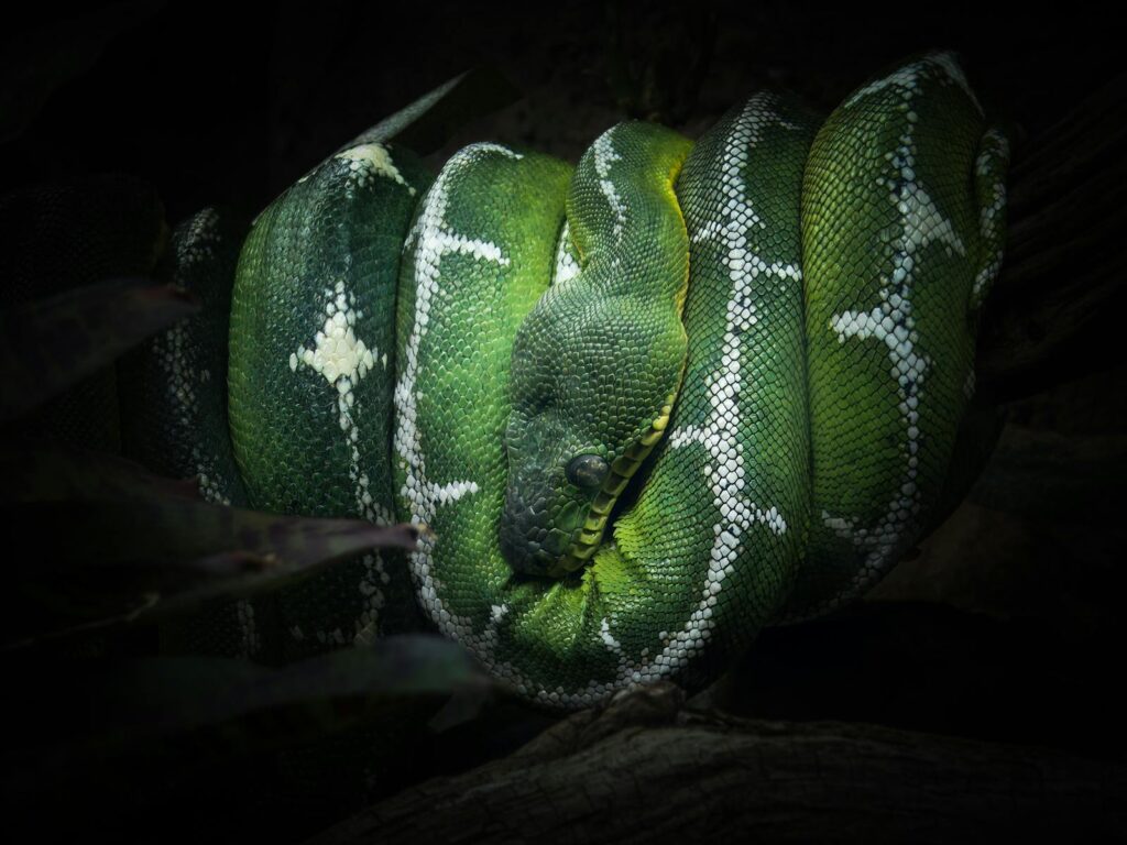 Close-up of a green tree python coiled on a branch in a dark rainforest environment.