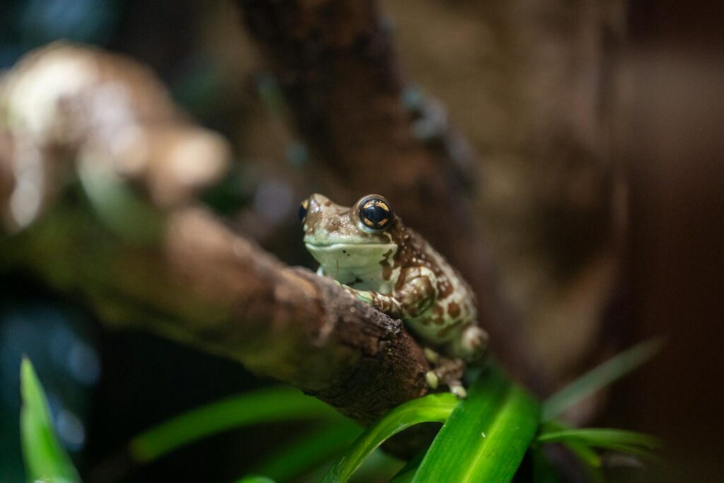 Close-up of an Amazon Milk Frog perched on a branch in its natural habitat.