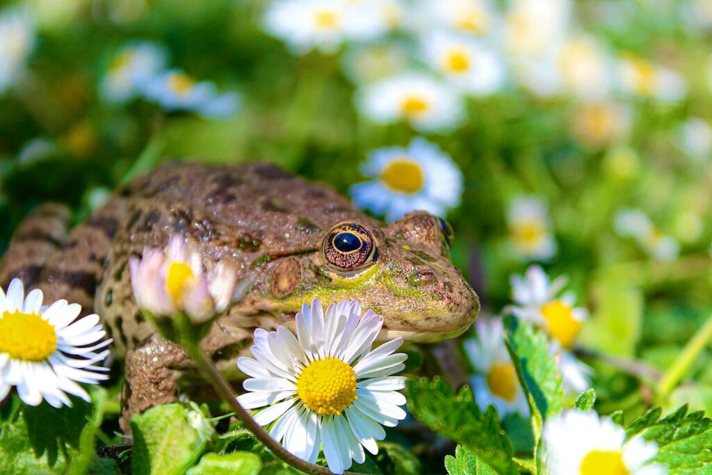 frog with chamomile flower