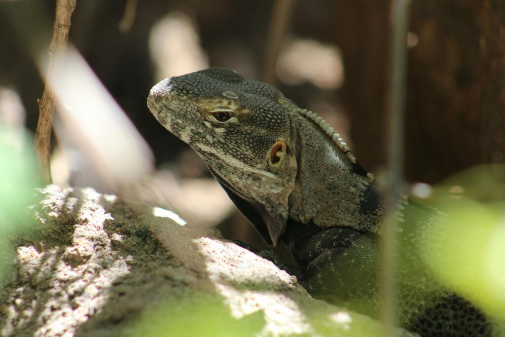 Detailed image of a lizard basking in sunlight within an arid environment.