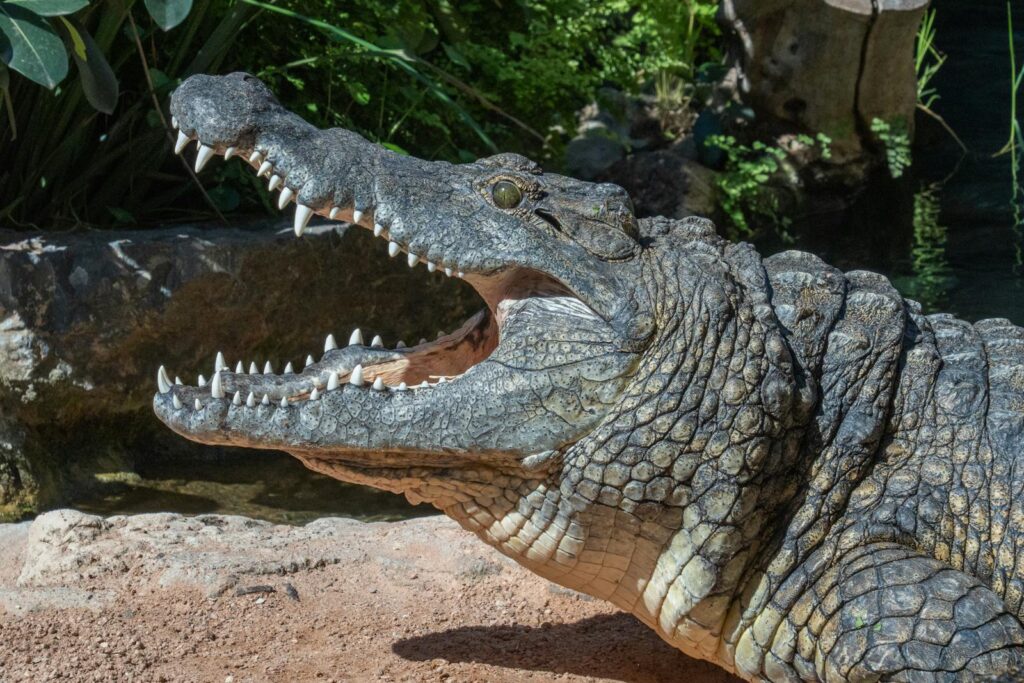 A detailed shot of a Nile crocodile (Crocodylus niloticus) showing its teeth and rough skin texture.