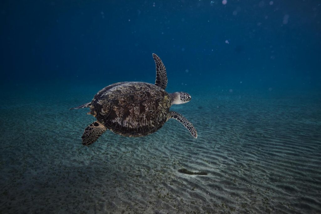 Captivating underwater view of a sea turtle gliding in Marsa Alam, Red Sea.