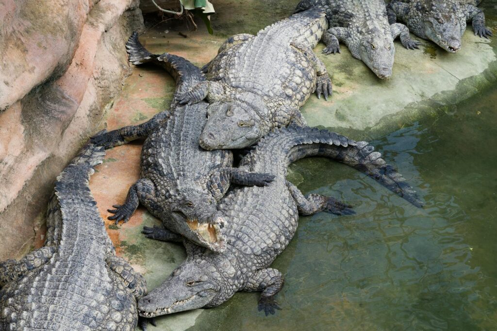 A close-up view of multiple crocodiles lounging together by the water's edge, displaying their rugged textures.