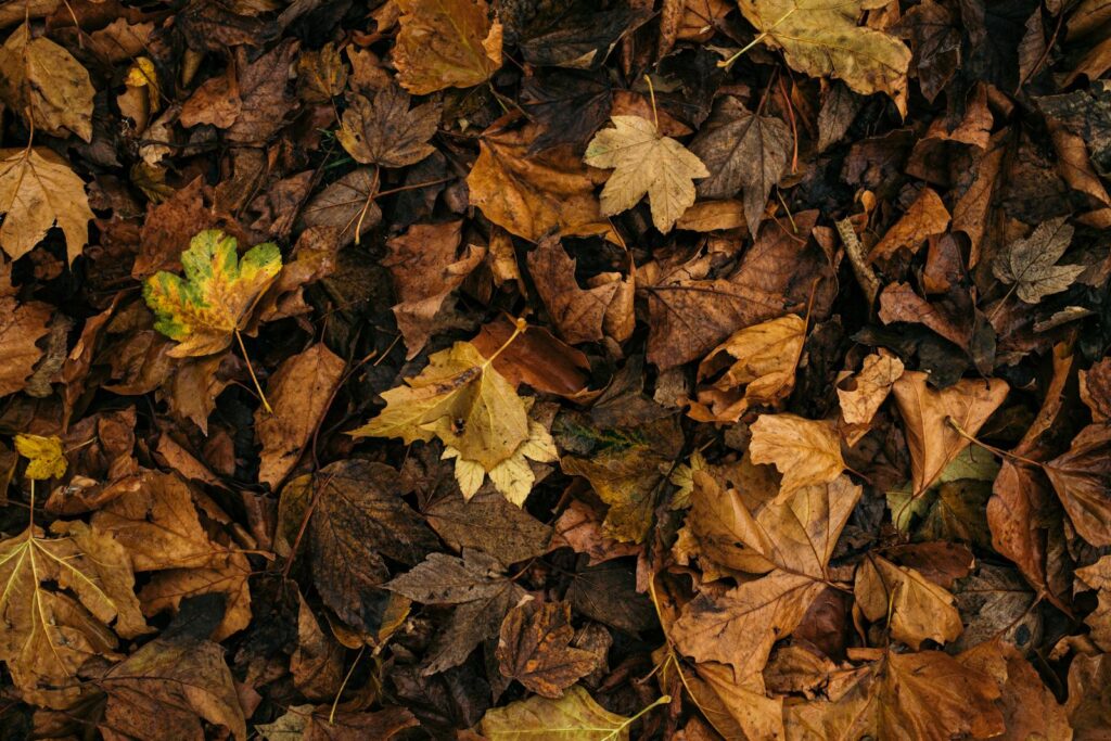 A rich tapestry of colorful fallen leaves symbolizing nature's transition during autumn.