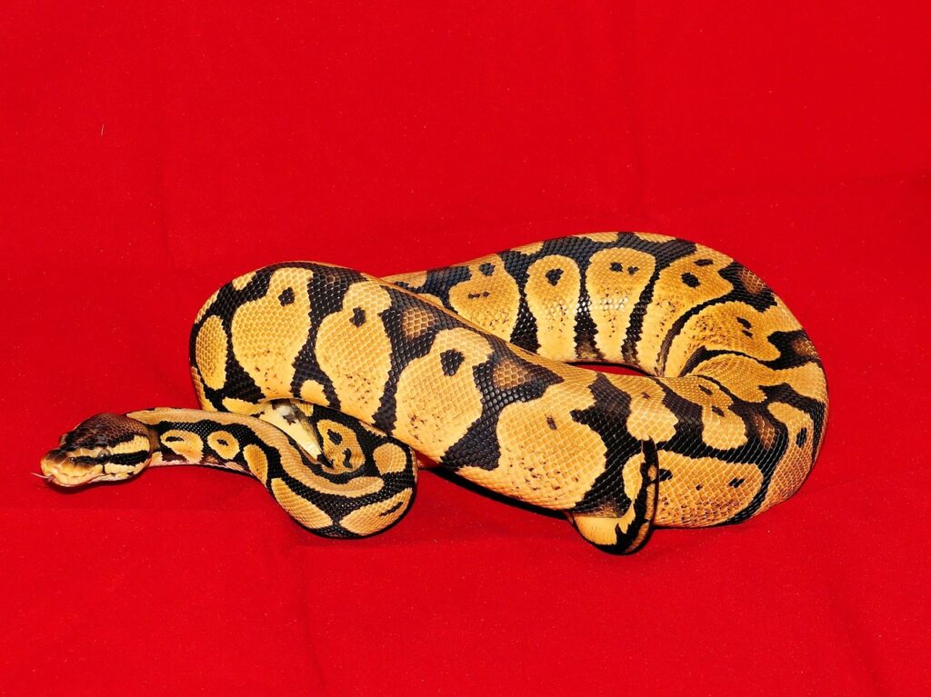 choke snake, royal phyton, line, pastel morph, nature, female, animal, reptile, exotic