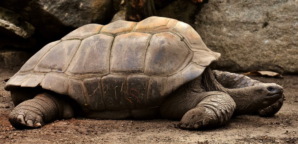 giant tortoises, animals, water, tank, zoo, tortoise, reptile, tortoise shell, slow, nature, creature, galápagos giant tortoise, armored, tierpark hellabrunn
