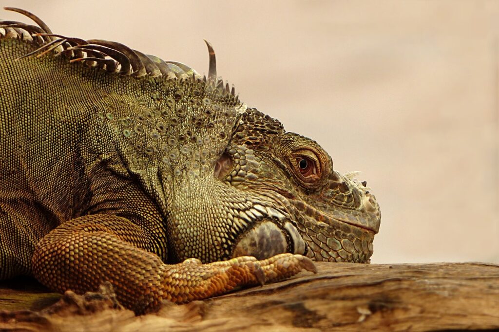 animal, reptile, lizard, iguana, nature, wildlife, schuppenkriechtier, iguanidae, exotic, varan, lizard, lizard, lizard, lizard, lizard, iguana, iguana, varan