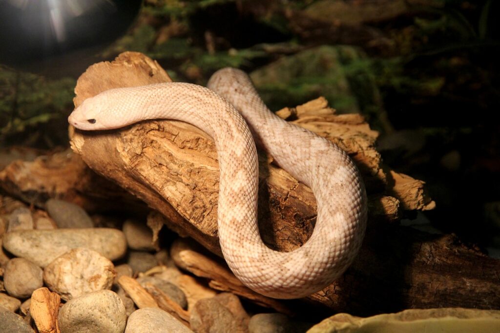 pine snake, pituophis melanoleucus, snake, reptile, nature, creeps, animals, balance beam, terrarium, brown, light snake