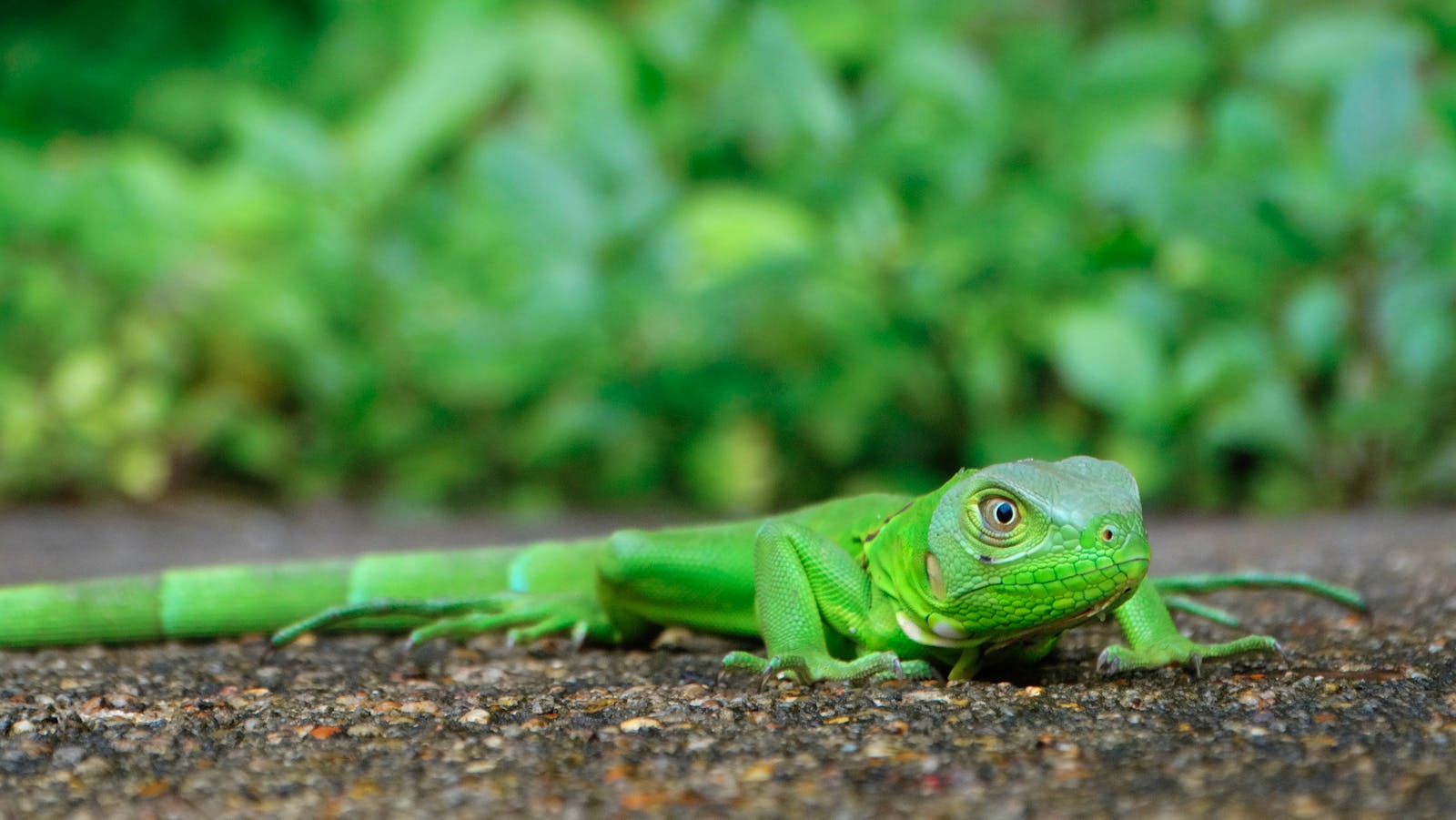 Close-up of a green iguana in the Amazon rainforest near Manaus, Brazil.