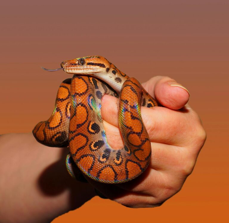 Curated visual reference: Fresh Look at The Friendliest Non Venomous Snake Species For Pet Owners