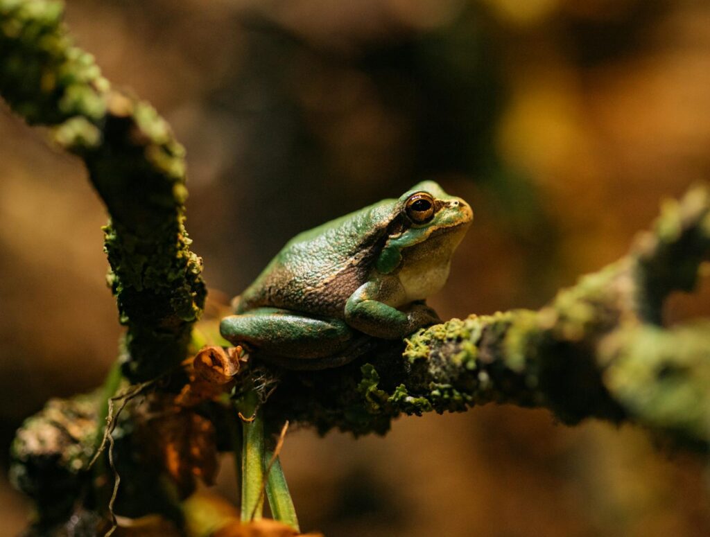 Close-up of a green frog sitting on a mossy branch, showcasing its natural environment.