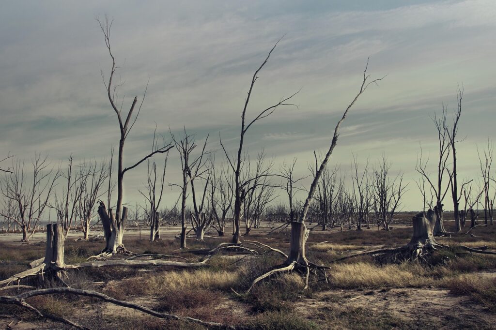 wood, jumped, nature, tree, forest, skay, drought, dry, lonely