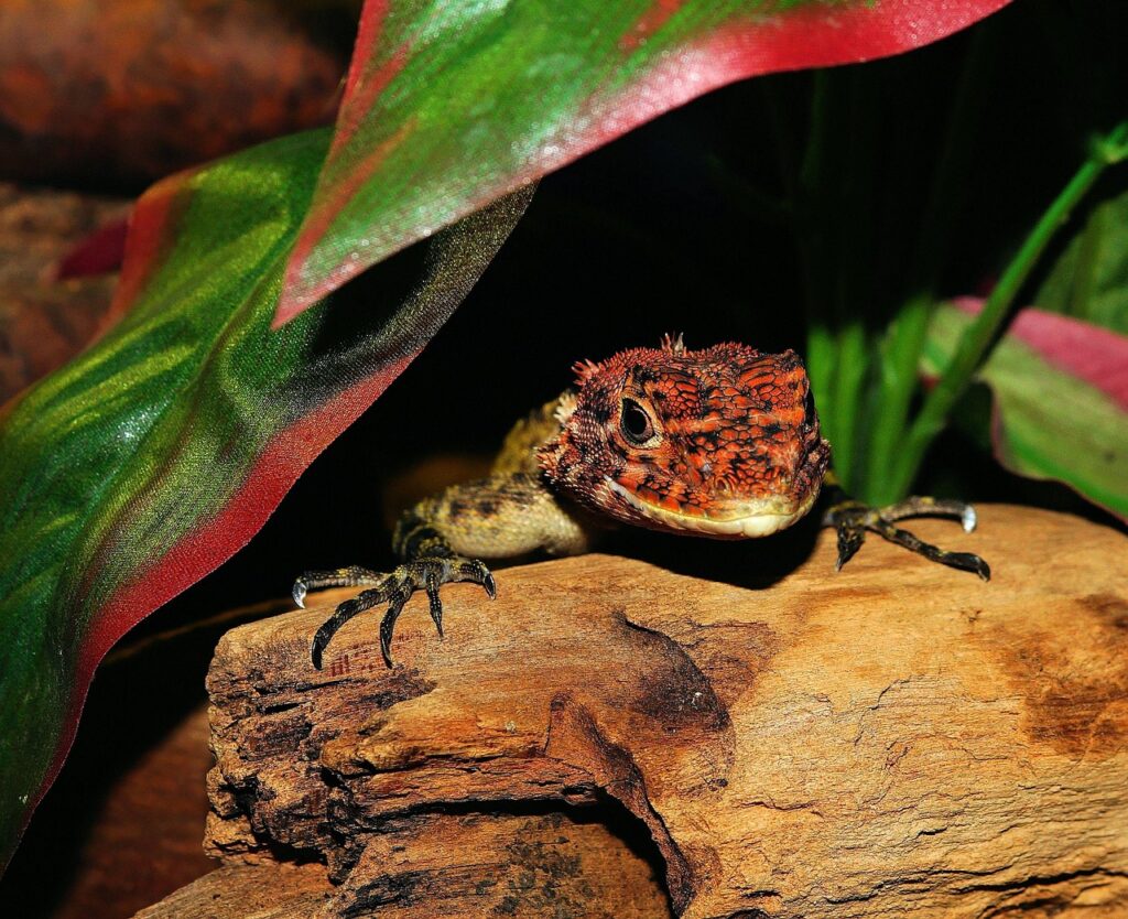 lizard, reptile, dandruff, terrarium, urtier, dry, hot, lizard, lizard, lizard, lizard, lizard, reptile, reptile, reptile, terrarium, terrarium, terrarium