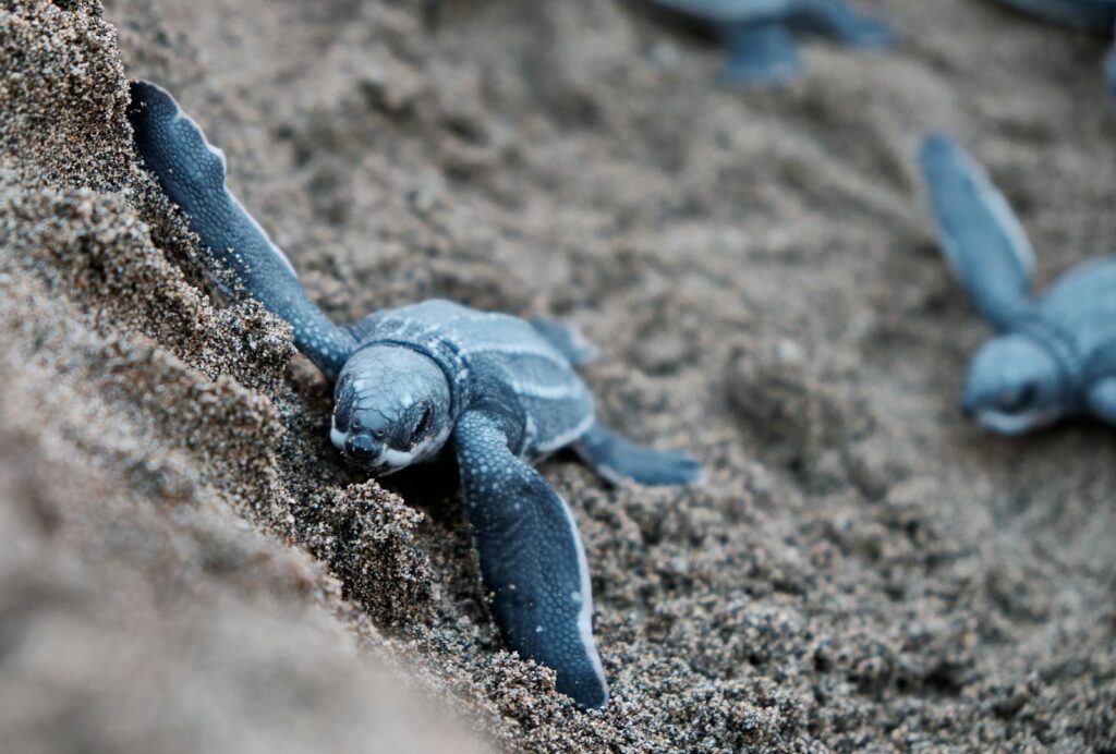 A baby sea turtle hatchling makes its way across sandy beaches in Puerto Rico.