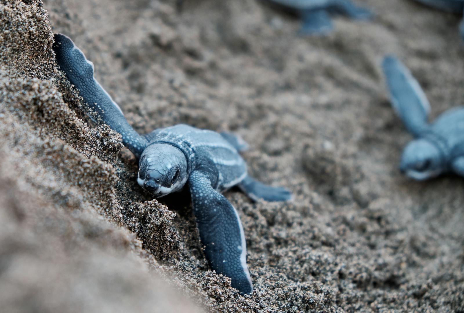 The Key Challenges Facing Conservationists Trying to Save Reptiles
