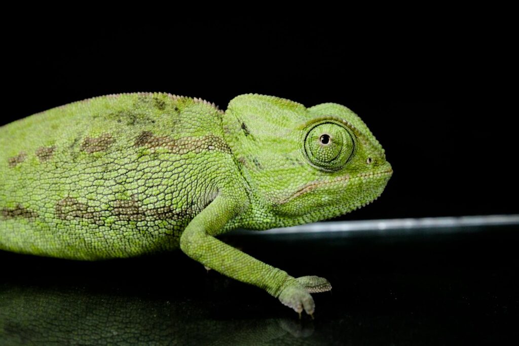Close-up of a green chameleon showcasing its textured scales on a black background.
