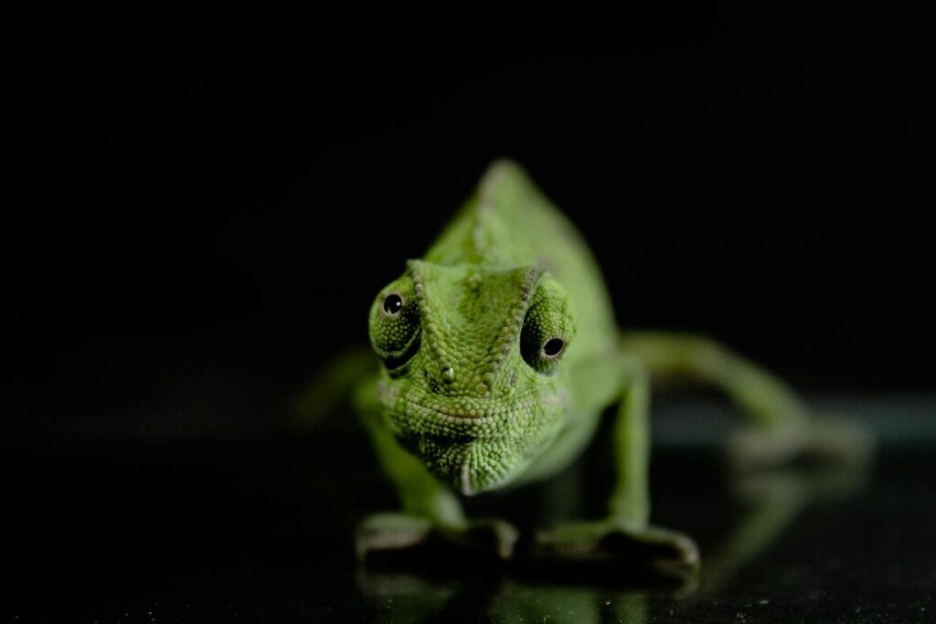 A detailed close-up of a green chameleon against a dark backdrop.