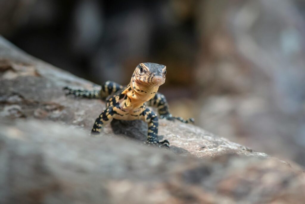 A young Asian Water Monitor (Varanus salvator) lizard on a rock in natural habitat.