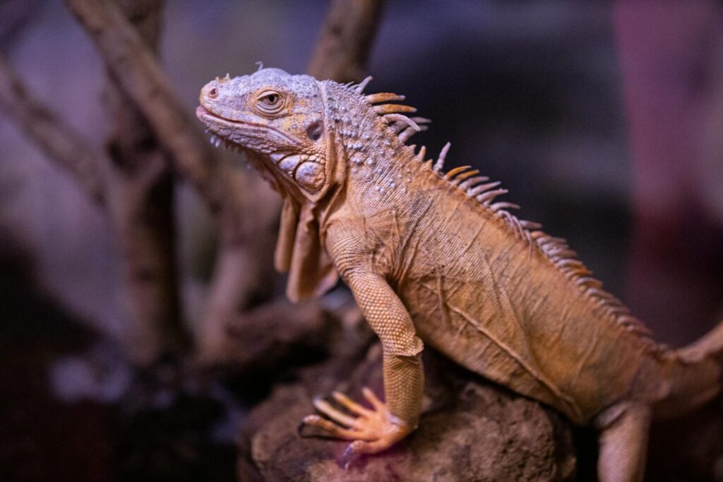 Detailed image of a brown iguana showcasing textured scales in a natural setting.