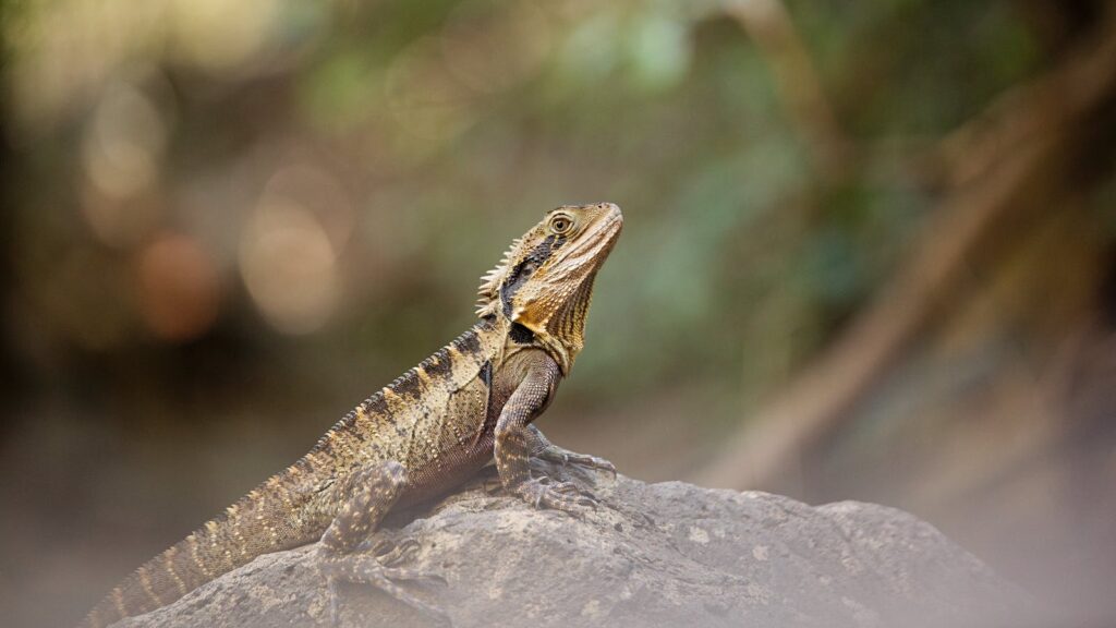 A close-up of a bearded dragon lizard basking on a rock in natural habitat, Gold Coast.