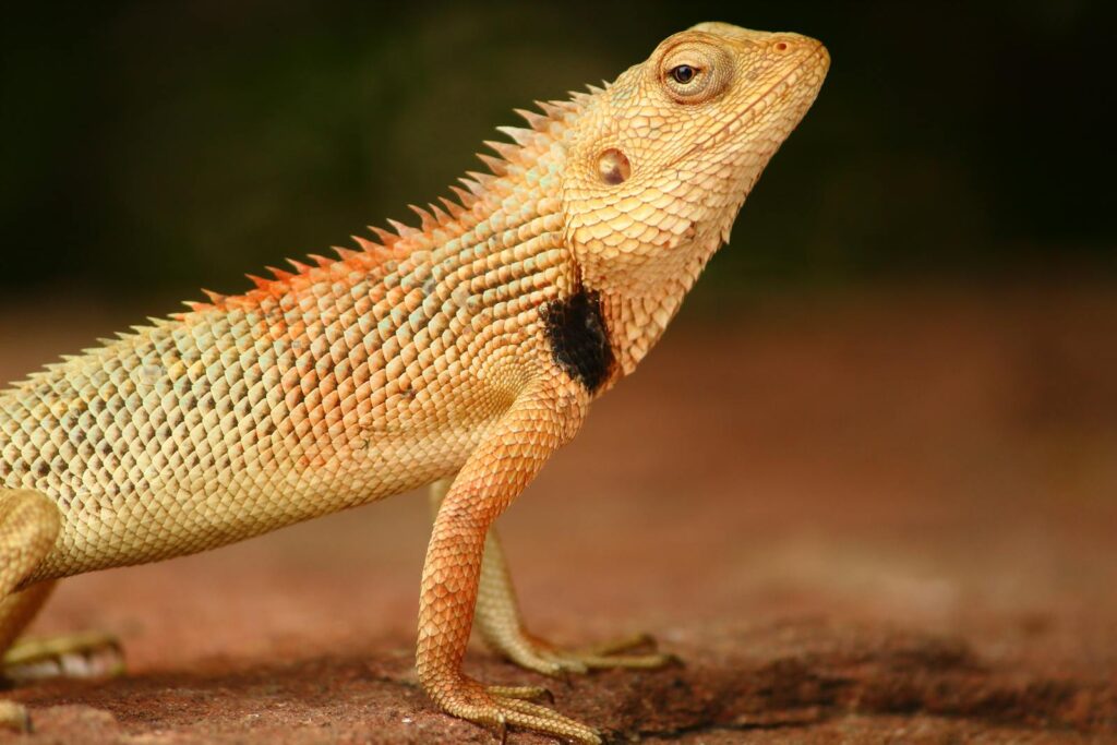 Detailed side view of an Indian garden lizard displaying its vibrant scales and natural habitat.