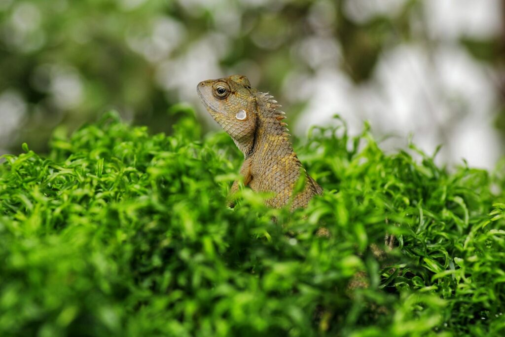 A lizard peeks through vibrant greenery, showcasing its natural habitat and textured skin.