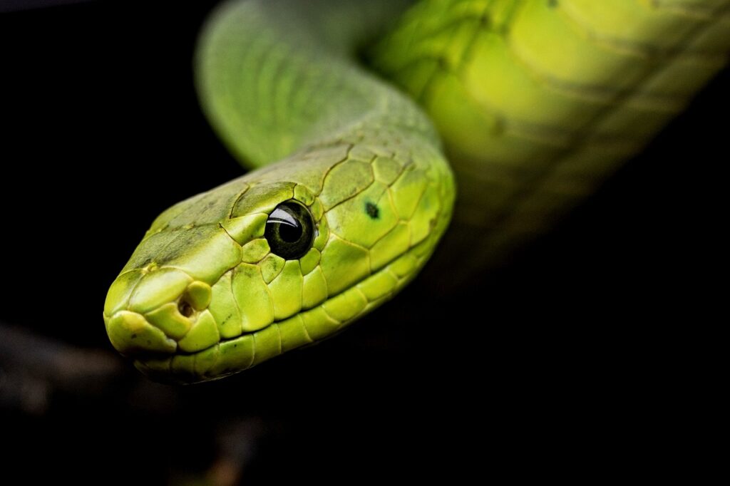 snake, reptile, animal, scale, wildlife, portrait, head, snake head, poison, venomous, cold-blooded, nature, animal world, snake venom, snake, snake, snake, snake, snake