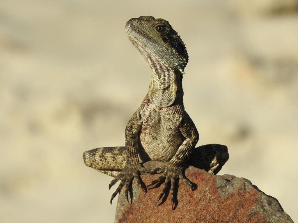 A close-up image of a bearded dragon basking on a rock in its natural habitat.