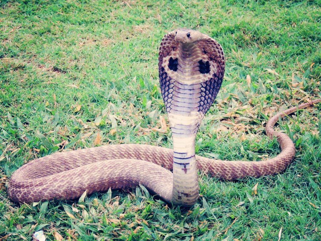 king cobra, cobra, snake, reptile, animal, nature, wild, wildlife, poisonous, serpent, danger, hamadryad, green animals, green snake, green king