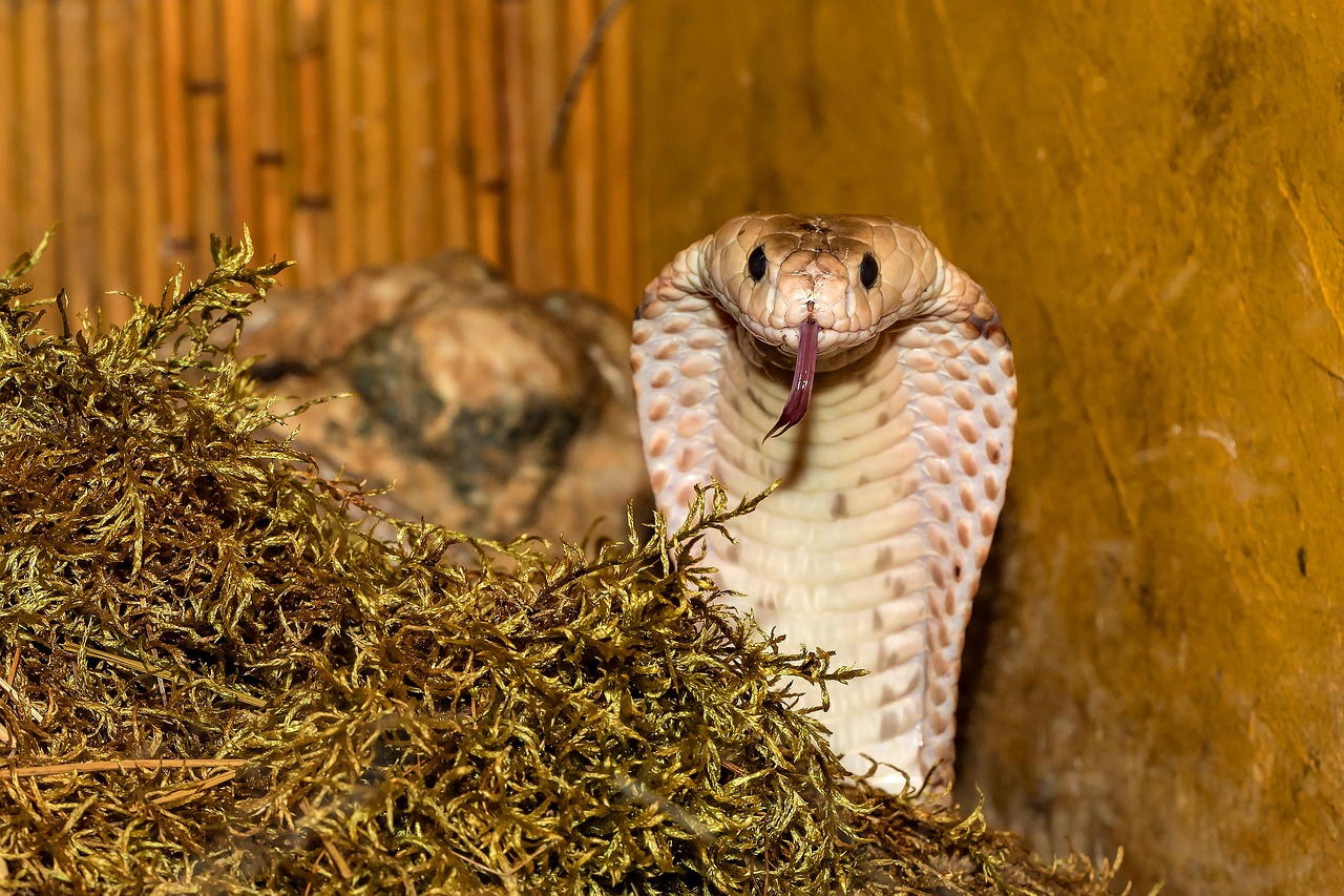 line, venomous snake, cobra, close up, reptile, dangerous, poisonous, cobra, cobra, cobra, cobra, cobra