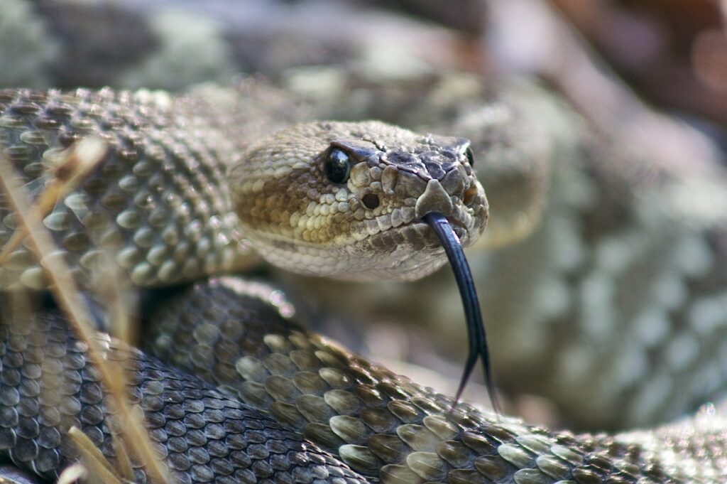 black tailed, rattlesnake, reptile, danger, wildlife, venomous, snake, viper, predator, serpent, new mexico, scale, gray news, gray snake, gray new, rattlesnake, rattlesnake, rattlesnake, rattlesnake, rattlesnake, snake, snake, viper, viper, viper, serpent, new mexico