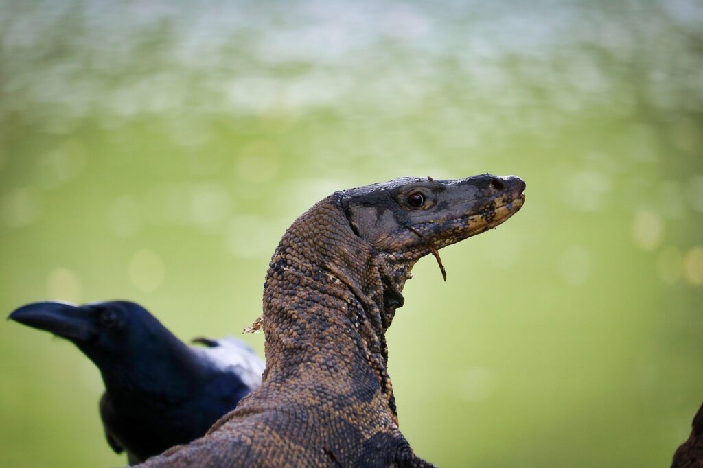 bangkok, thailand, dangerous, animal, lizards, head, predator, lizard, wildlife in the city, asia, lumpini park, reptile, wild, wildlife, nature, bird, tropical, dragon, beauty, looking, big lizard, rare, crow, komodo dragon, komodo dragon, komodo dragon, komodo dragon, komodo dragon, komodo dragon
